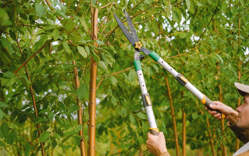 Tree trimming in Vichy, MO